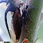Thorn Mimic Treehopper and Ant.