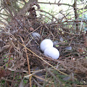 Mourning dove eggs