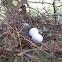 Mourning dove eggs