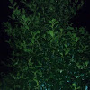 Holly bush