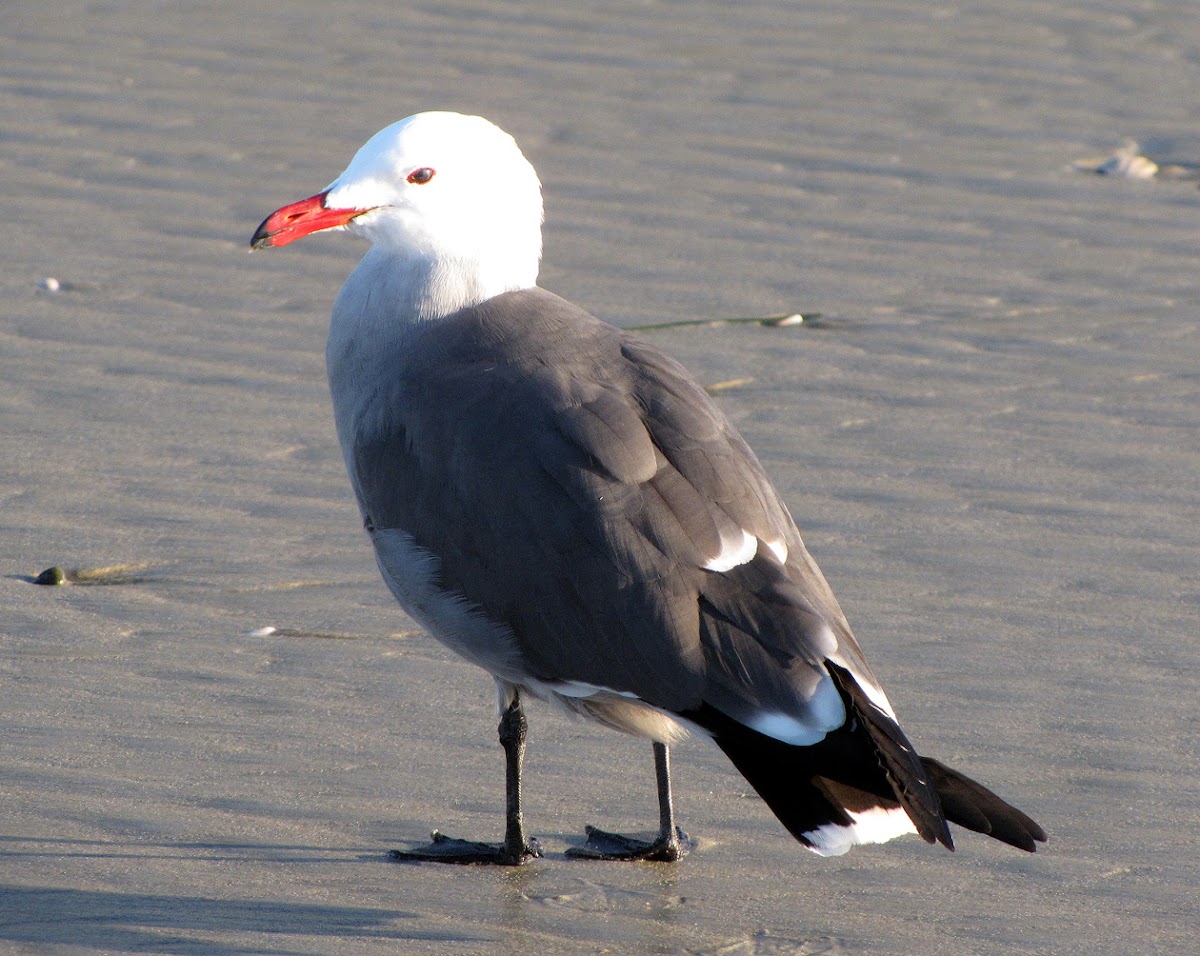 Heermann's Gull in breeding plumage