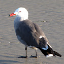 Heermann's Gull in breeding plumage