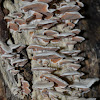 tooth fungi