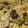 Caracol / Snail