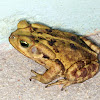 Sapo-boi (Cane toad)