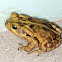 Sapo-boi (Cane toad)