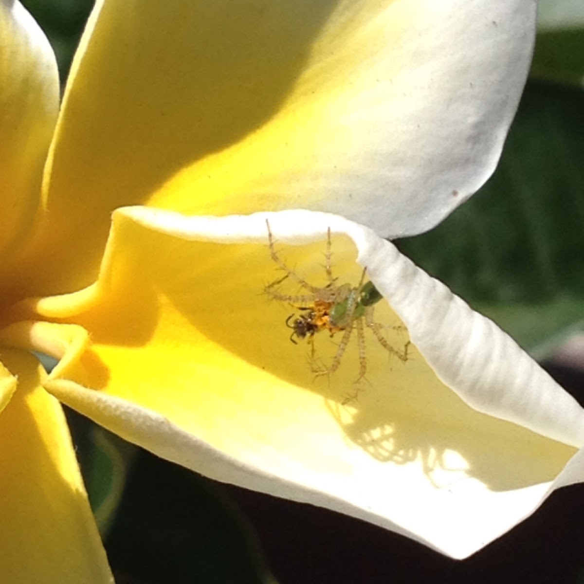 green lynx spider eating a beetle on a plumeria