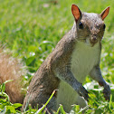 Eastern Gray Squirrel