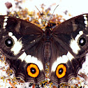 Swordgrass Brown Butterfly