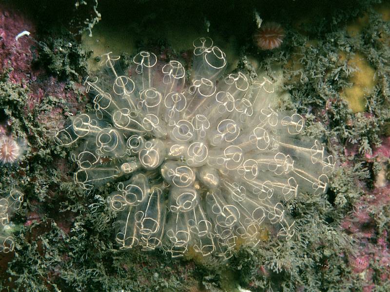 Light-bulb ascidian