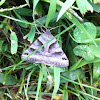 Forage Looper moth