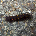 Pipevine swallowtail caterpillar