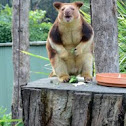 Tree kangaroo