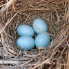Eastern bluebirds (box #3 brood #1)