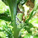 Orchard Swallowtail Caterpillar