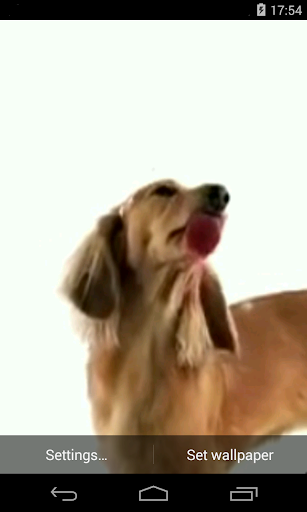 Dog Licks Screen Video LWP