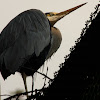 grey heron