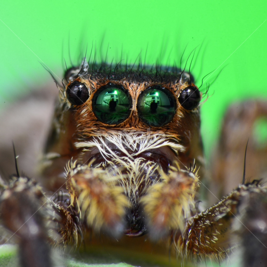 mata laba-laba,, by Iwan Irmansah - Animals Insects & Spiders