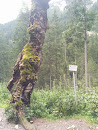 Naturdenkmal Berg-Ahorn
