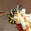 Apoid Wasp