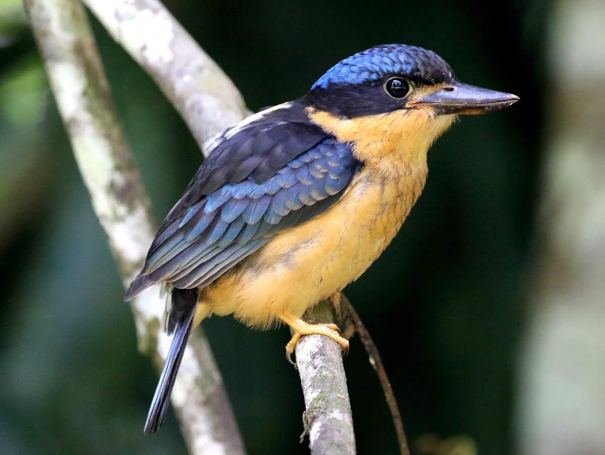 Juvenile Buff-breasted Paradise-Kingfisher