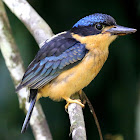 Juvenile Buff-breasted Paradise-Kingfisher