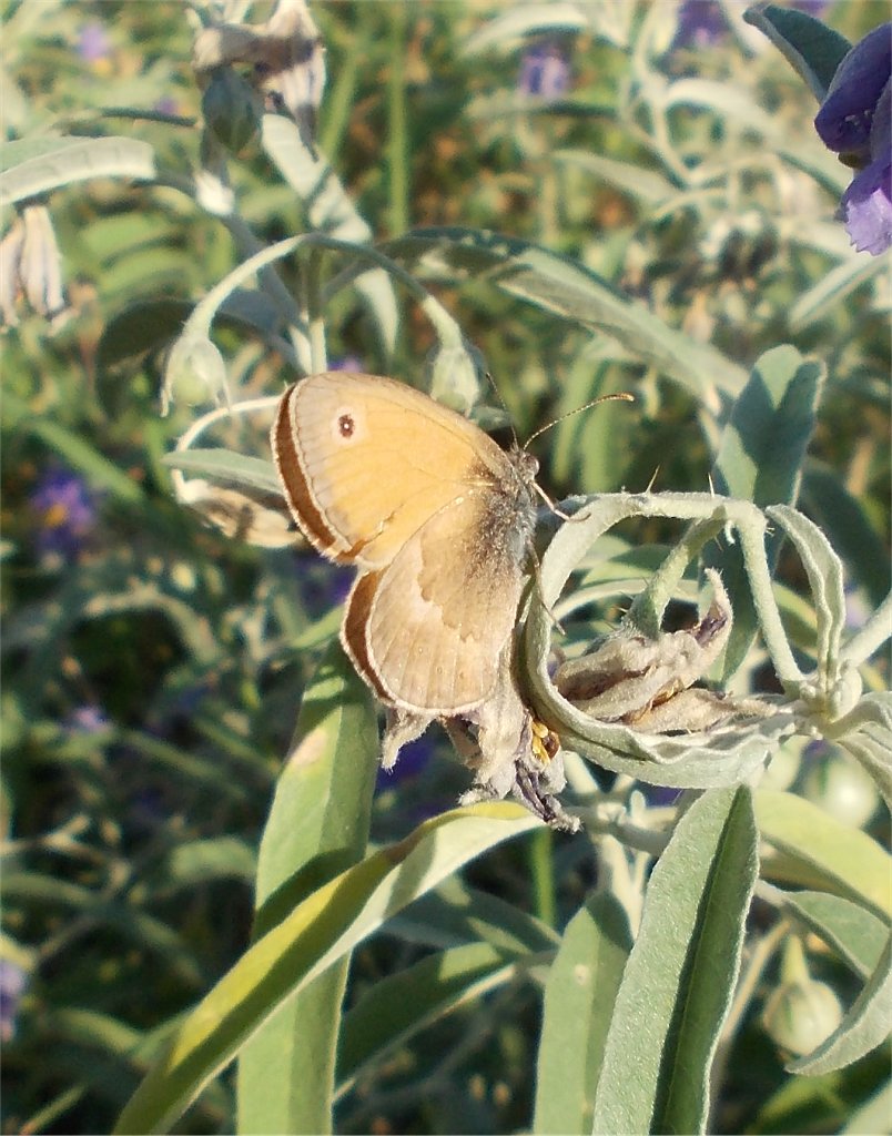 Small heath butterfly