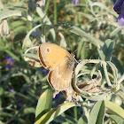 Small heath butterfly