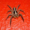 Pantropical Jumping Spider (♂)