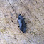 Schwarzblauer Düsterkäfer