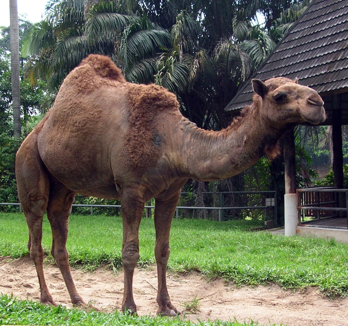 Dromedary Camel | Project Noah