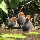 Eurasian Coot