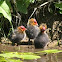 Eurasian Coot