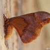 Sweetbay Silk Moth