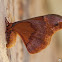 Sweetbay Silk Moth