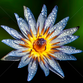 by Asher Jr Salvan - Flowers Single Flower