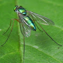 Long-legged Flie