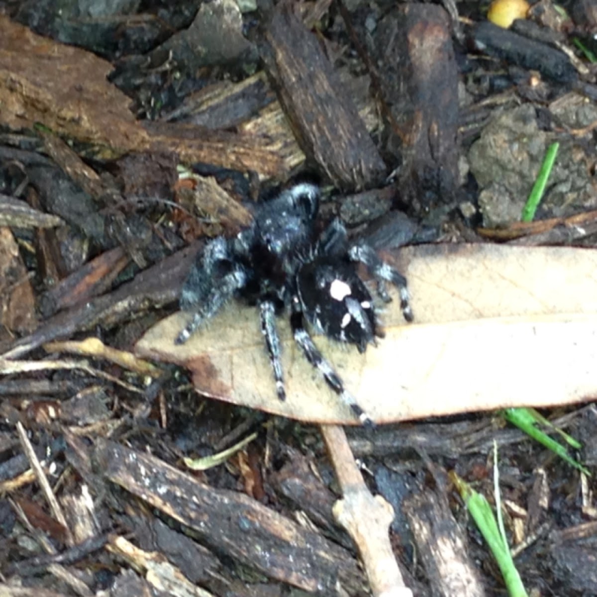 Black jumping spider