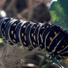Black swallowtail (larva)