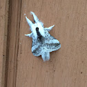 Velleda Lappet Moth