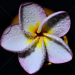 by Fresco Jr Linga - Flowers Single Flower