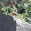 orange and black flycatcher