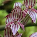 Pleurothallis orchid