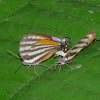 Lycaenid butterflies matting