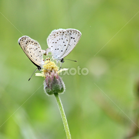 Couple by Johan Lithun - Animals Other