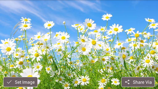 Widescreen Flower HD