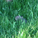 Eastern Cottontail Rabbit