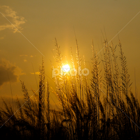 Sunset of Saccharum spontaneum by Shadat Hossain - Landscapes Sunsets & Sunrises