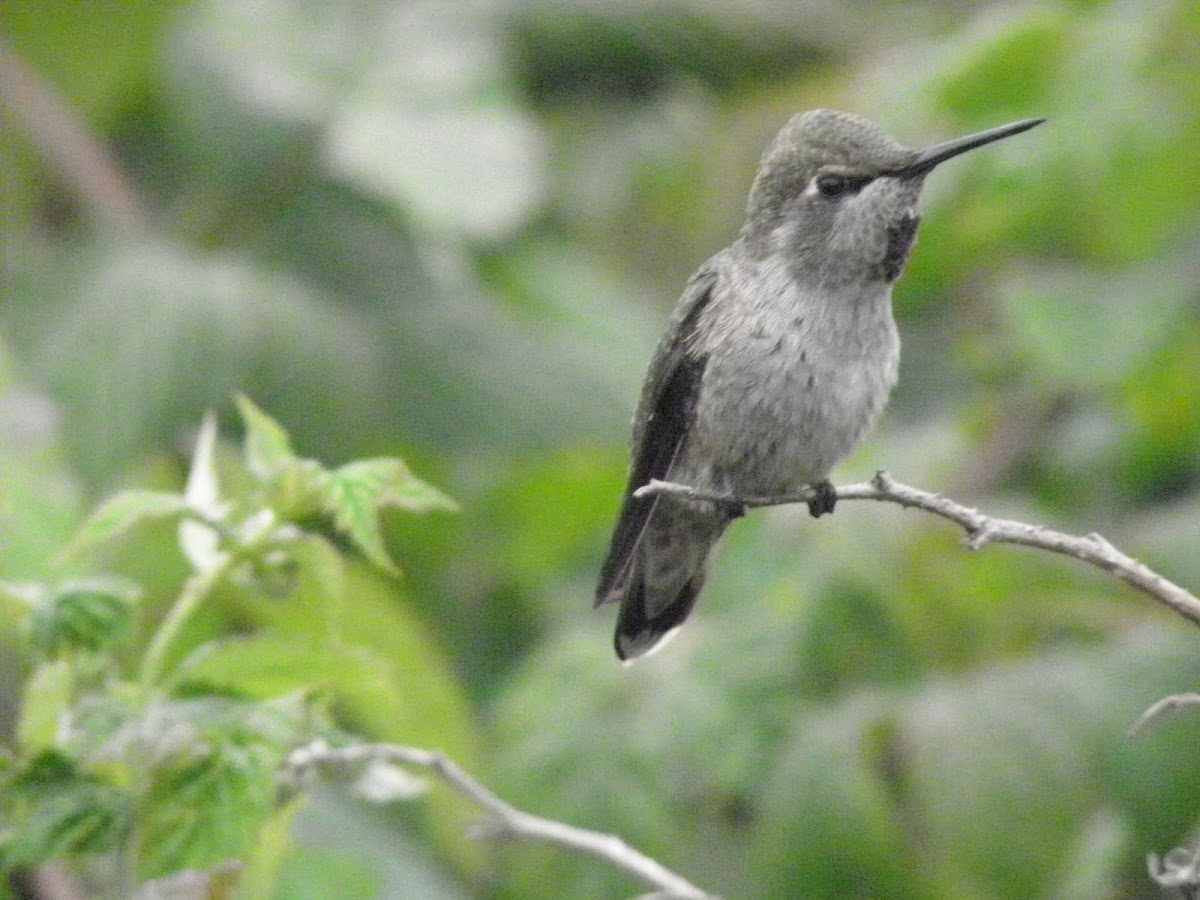 Young anna's hummingbird