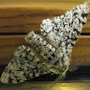 White-bodied Peppered Moth